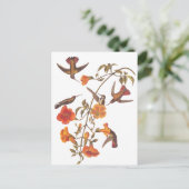 Audubon Mangrove Hummingbird auf Trumpet Vine Postkarte (Stehend Vorderseite)