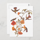 Audubon Mangrove Hummingbird auf Trumpet Vine Postkarte (Vorne/Hinten)