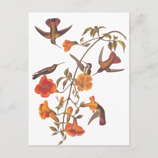 Audubon Mangrove Hummingbird auf Trumpet Vine Postkarte (Vorderseite)
