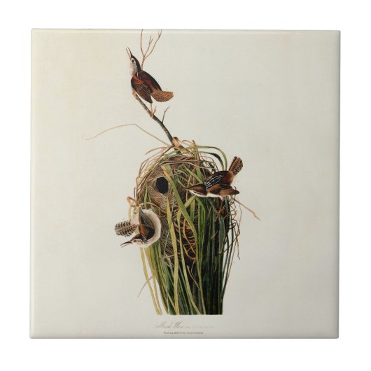 Audubon Marsh Wren Bird Art Fliese (Vorderseite)