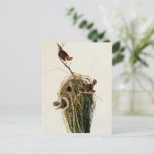 Audubon Marsh Wren Bird Art Postkarte (Stehend Vorderseite)