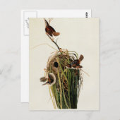 Audubon Marsh Wren Bird Art Postkarte (Vorne/Hinten)