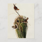 Audubon Marsh Wren Bird Art Postkarte (Vorderseite)