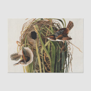 Audubon Marsh Wren Bird Art Seidenpapier