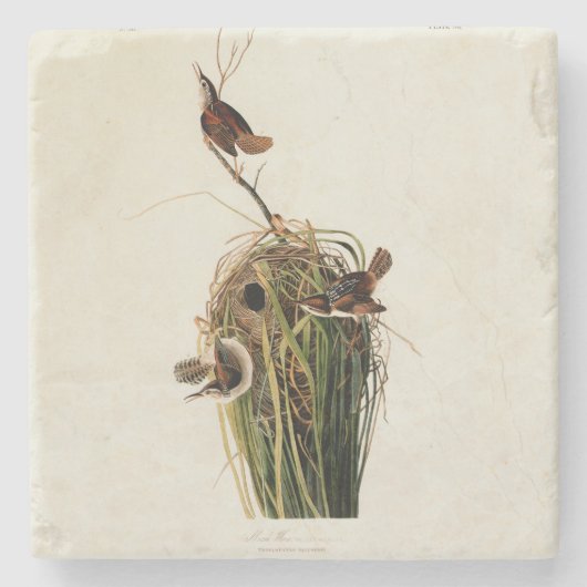 Audubon Marsh Wren Bird Art Steinuntersetzer (Vorderseite)