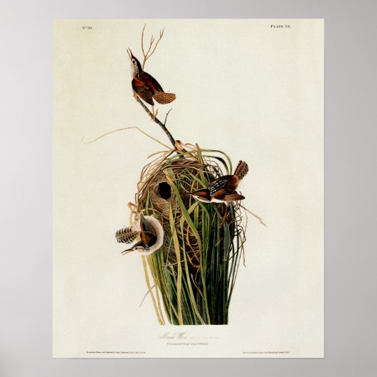 Audubon Marsh Wren Poster (Vorne)