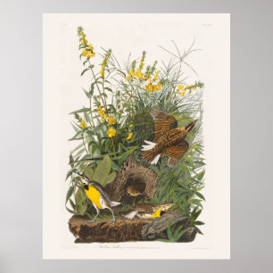 Audubon Meadowlark Botanische Print Poster