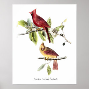 Audubon Northern Cardinals Poster