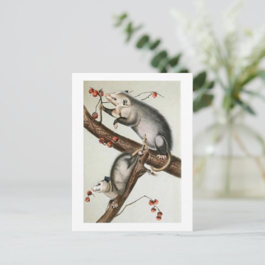 Audubon-Oppossummen Postkarte (Stehend Vorderseite)
