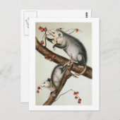 Audubon-Oppossummen Postkarte (Vorne/Hinten)