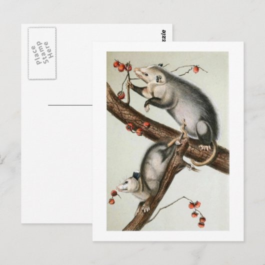 Audubon-Oppossummen Postkarte (Vorne/Hinten)