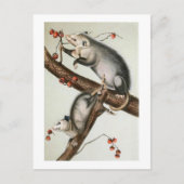 Audubon-Oppossummen Postkarte (Vorderseite)