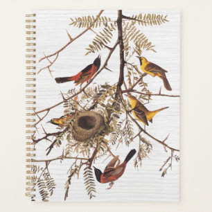 Audubon Orchard Oriole in Honey Locust Planer