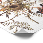 Audubon Orchard Oriole in Honey Locust Poster (Ecke)