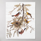 Audubon Orchard Oriole in Honey Locust Poster (Vorne)