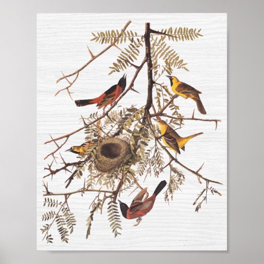 Audubon Orchard Oriole in Honey Locust Poster (Vorne)