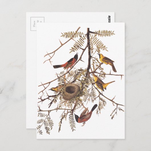 Audubon Orchard Oriole in Honey Locust Postkarte (Vorne/Hinten)