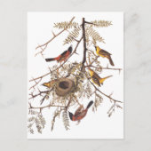 Audubon Orchard Oriole in Honey Locust Postkarte (Vorderseite)