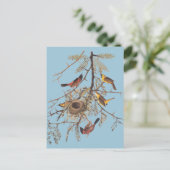 Audubon Orchard Oriole in Honey Locust Postkarte (Stehend Vorderseite)