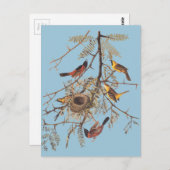 Audubon Orchard Oriole in Honey Locust Postkarte (Vorne/Hinten)