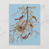 Audubon Orchard Oriole in Honey Locust Postkarte (Vorderseite)