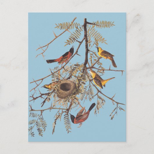 Audubon Orchard Oriole in Honey Locust Postkarte (Vorderseite)
