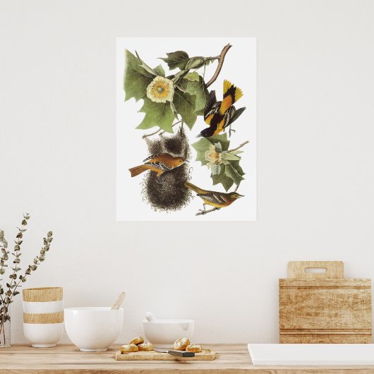 Audubon Oriole Poster (Küche)