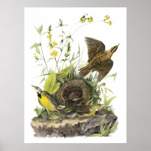 Audubon OstMeadowlard Poster