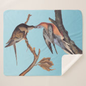 Audubon-Paar Kissing-Passagiertauben Sherpadecke (Vorderseite (Horizontal))