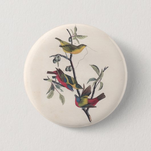 Audubon Painted Bunting Bird Wildlife Button (Vorderseite)