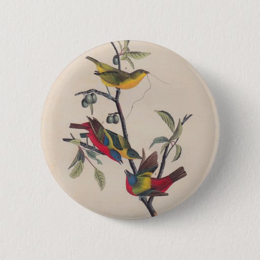 Audubon Painted Bunting Bird Wildlife Button (Vorderseite)