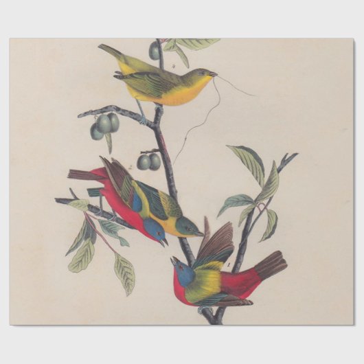 Audubon Painted Bunting Bird Wildlife Geschenkpapier (Flach)