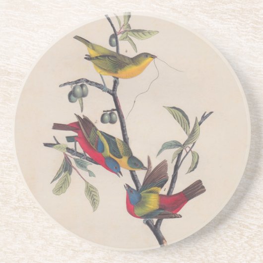 Audubon Painted Bunting Bird Wildlife Getränkeuntersetzer (Vorne)