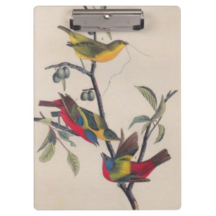 Audubon Painted Bunting Bird Wildlife Klemmbrett