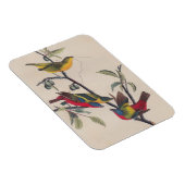 Audubon Painted Bunting Bird Wildlife Magnet (Rechte Seite)