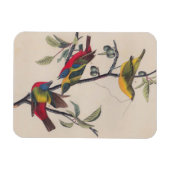 Audubon Painted Bunting Bird Wildlife Magnet (Horizontal)