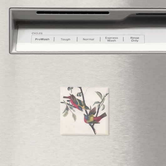 Audubon Painted Bunting Bird Wildlife Magnet (In Situ (Geschirrspüler))