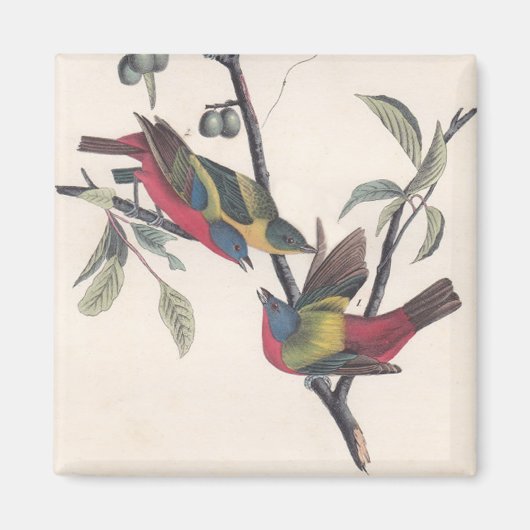 Audubon Painted Bunting Bird Wildlife Magnet (Vorne)