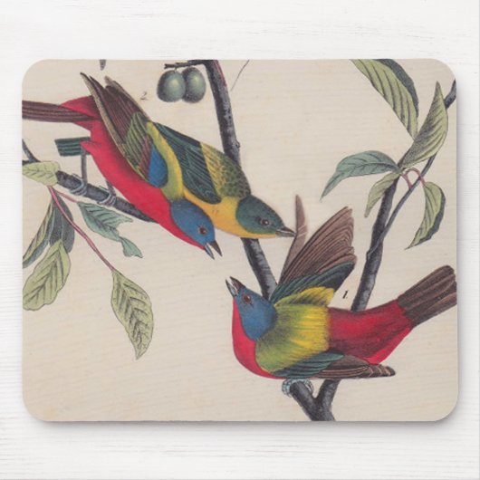 Audubon Painted Bunting Bird Wildlife Mousepad (Vorne)