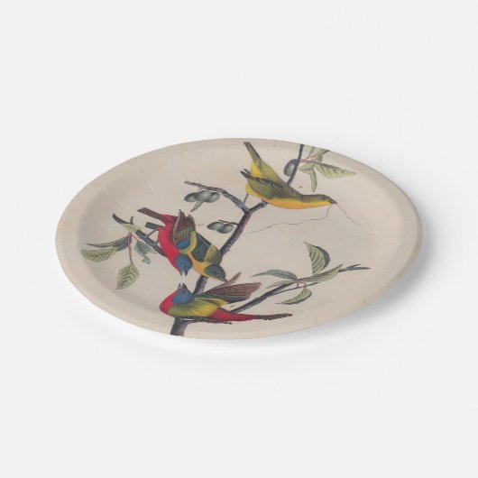 Audubon Painted Bunting Bird Wildlife Pappteller (Schrägansicht)