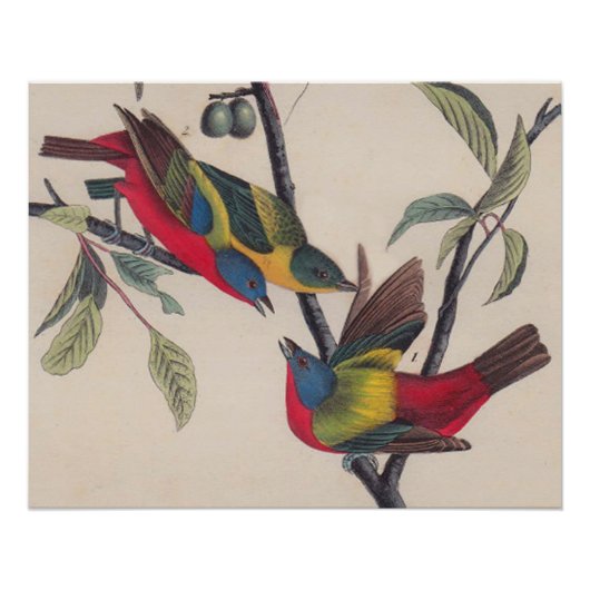 Audubon Painted Bunting Bird Wildlife Poster (Vorderseite)