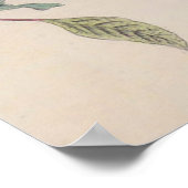 Audubon Painted Bunting Bird Wildlife Poster (Ecke)