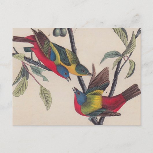 Audubon Painted Bunting Bird Wildlife Postkarte (Vorderseite)