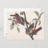 Audubon Painted Bunting Bird Wildlife Postkarte (Vorne/Hinten)