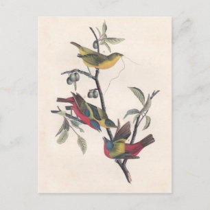 Audubon Painted Bunting Bird Wildlife Postkarte
