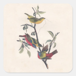 Audubon Painted Bunting Bird Wildlife Quadratischer Aufkleber