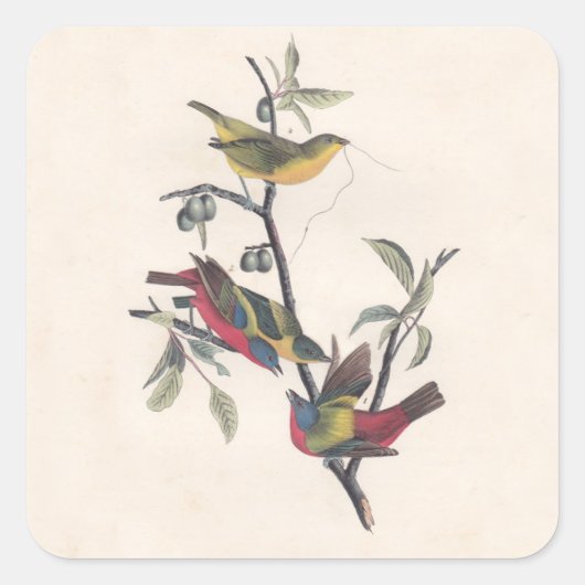 Audubon Painted Bunting Bird Wildlife Quadratischer Aufkleber (Vorderseite)