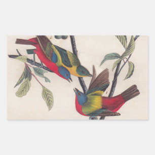 Audubon Painted Bunting Bird Wildlife Rechteckiger Aufkleber