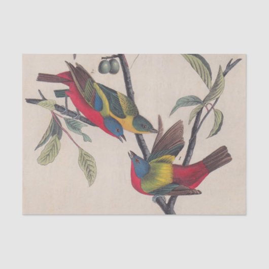 Audubon Painted Bunting Bird Wildlife Seidenpapier (Vorderseite)