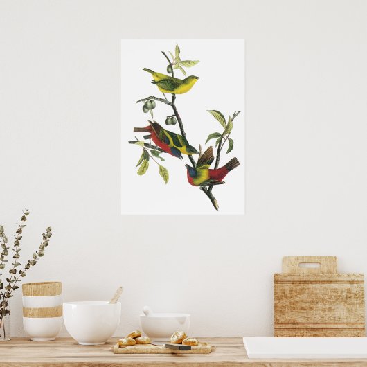 Audubon Painted Bunting Poster (Küche)